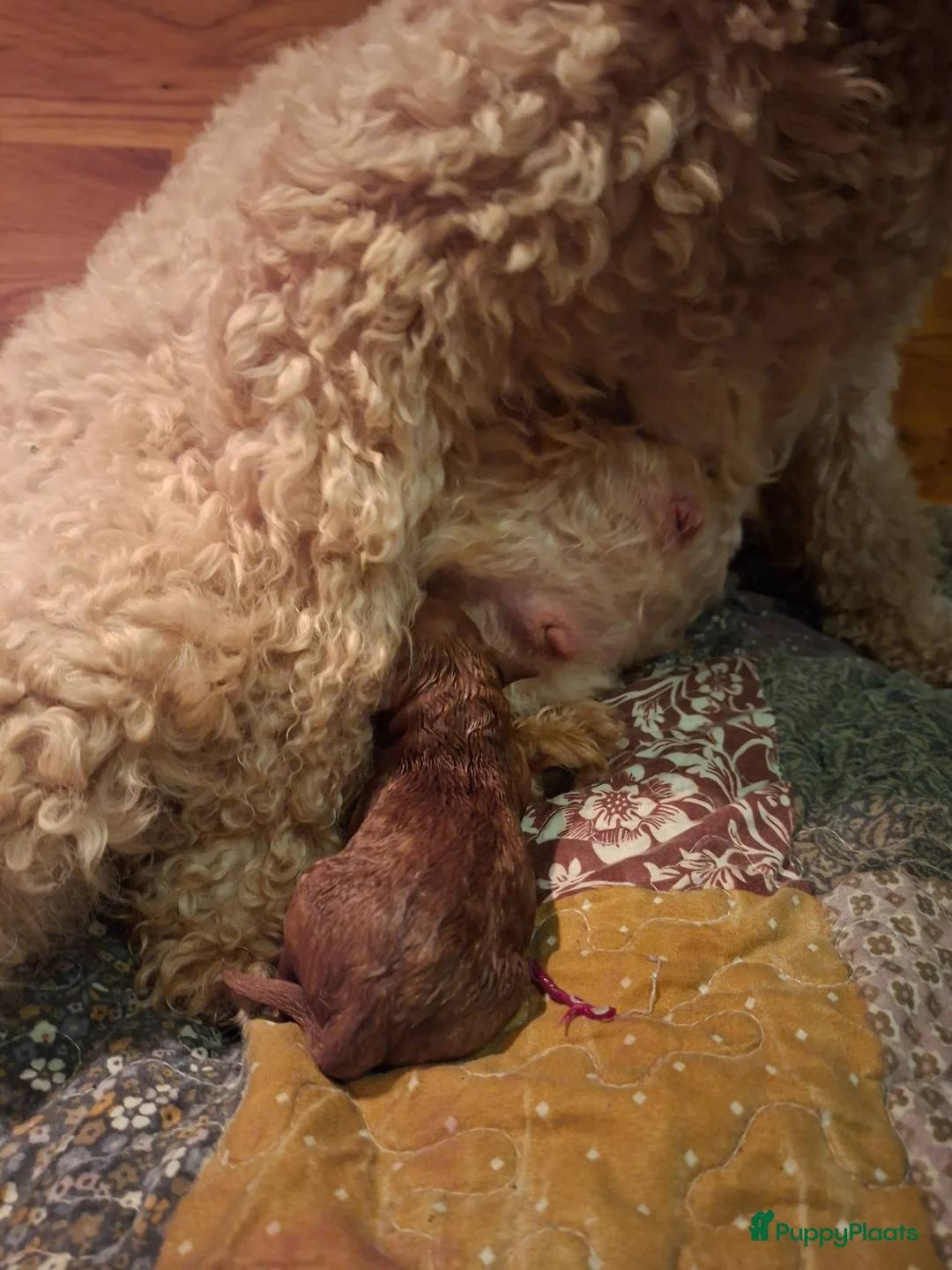 Australian Labradoodle honden te koop: Medium Australian Labradoodles  - Advertentie 2
