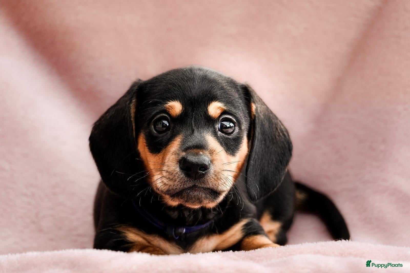 Teckel honden Superlieve sociale teckelpups zoeken nieuw huis - Advertentie 1
