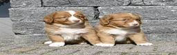 Nova Scotia Duck Tolling Retriever honden te koop: Nova Scotia Duck Tolling Retriever pups # Toller - Advertentie 25