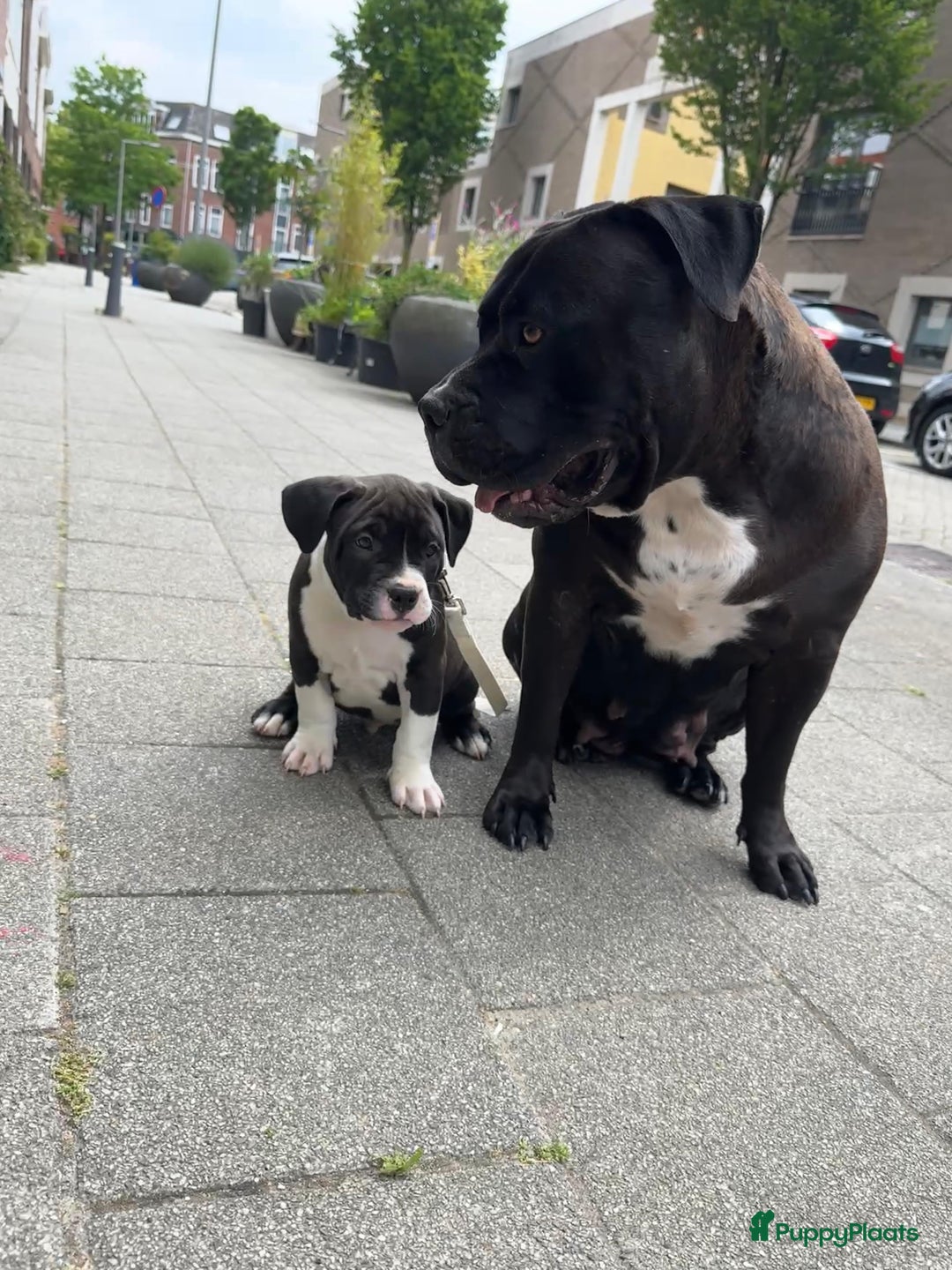 Amerikaanse Bully honden te koop: American Bully XL Puppies - Afbeelding 15