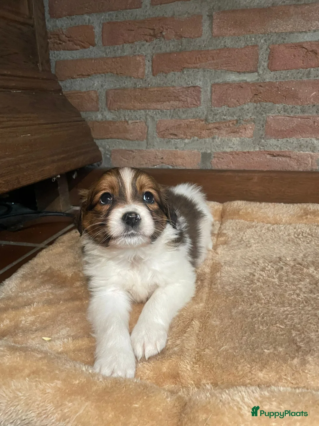 Kooikerhondje honden te koop: Kooikerhondje puppys - Advertentie 4