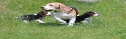 Kruising honden te koop: Lieve Beaglier pup te koop. - Advertentie 4