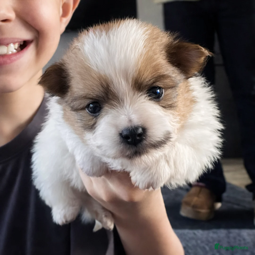 Pomeriaan honden te koop: Alle pups zijn gereserveerd ❤️ - Advertentie 1
