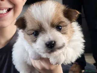 Pomeriaan honden Alle pups zijn gereserveerd ❤️ - Advertentie 20