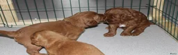 Australian Labradoodle honden te koop: Prachtige Australian Labradoodle pups in Velp - Advertentie 32
