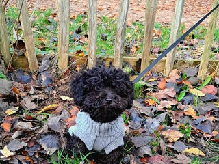 Poedel Toy honden Feliz Zilver kleur toy poedel geeft graag kusjes! - Advertentie 5