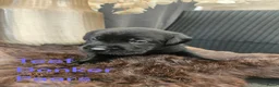 Labrador Retriever honden te koop: Prachtige labrador pups - Advertentie 13