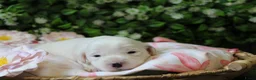 Tibetaanse Terriër honden te koop: Tibetaanse terrier pups  - Advertentie 15