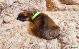 Rhodesian Ridgeback honden te koop: Rhodesian Ridgeback pups+stamboom 2reutjes 8weken  in Wierden - Afbeelding 33