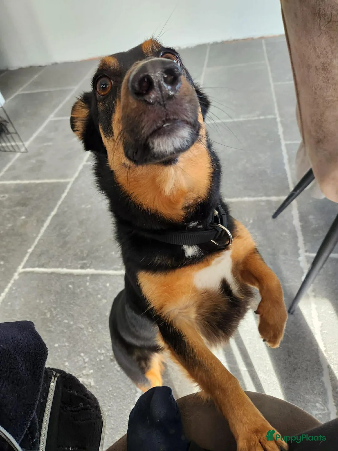 Kruising honden te koop: Sky zoekt baasje - Advertentie 2