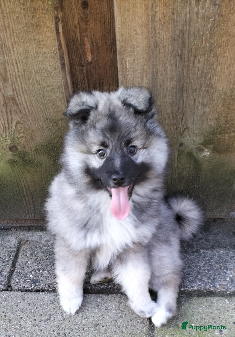Keeshond honden te koop: Middenslag keeshond pup - Advertentie 1