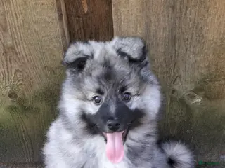 Keeshond honden Middenslag keeshond pup - Advertentie 1
