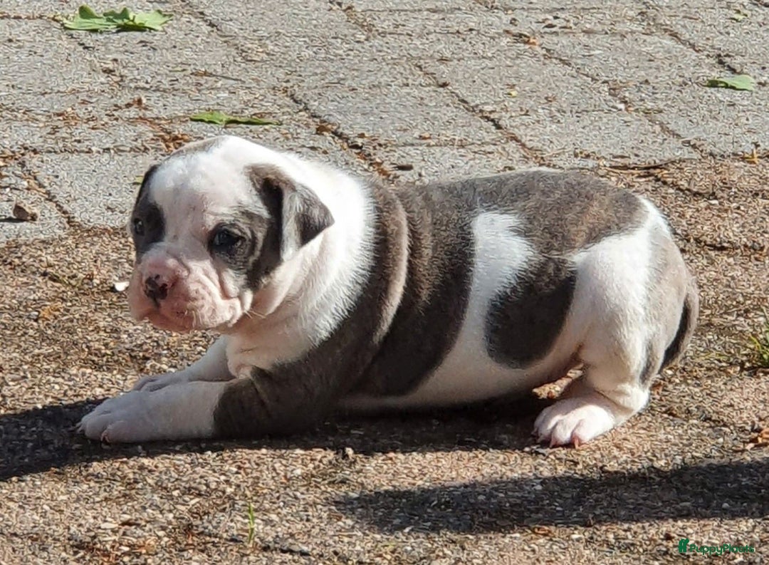 Amerikaanse Bulldog honden te koop: Supermooie Amerikaanse bulldog pups met stamboom - Afbeelding 5
