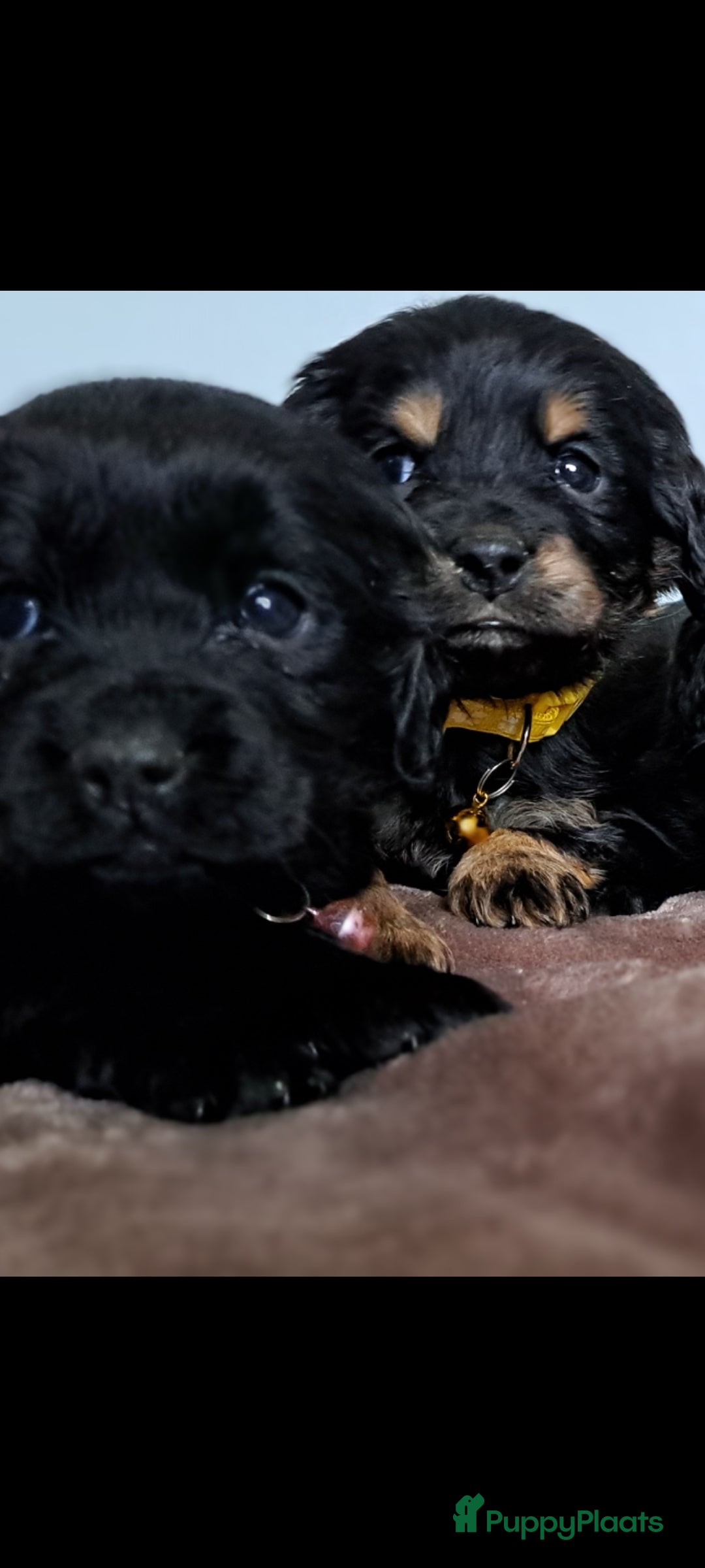 Kruising honden te koop: Kruising Engelse cockerspaniel pups.  - Advertentie 8