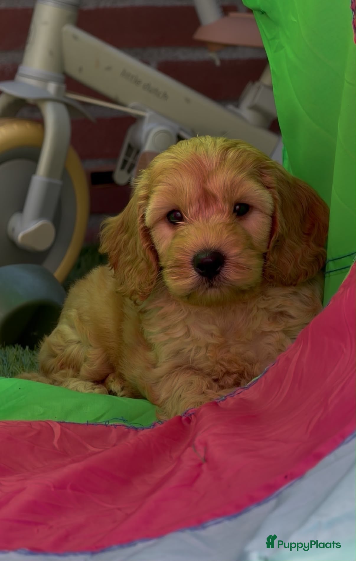 Cockapoo honden cockapoo pups - Advertentie 1