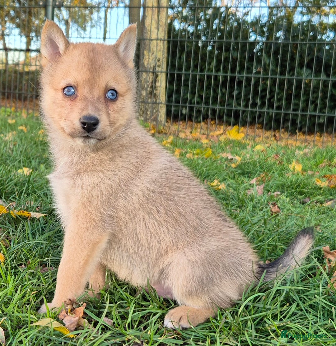 Kruising honden te koop: Pomsky x Shiba inu pups - Advertentie 15