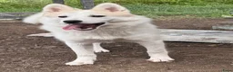 Kruising honden te koop: Reeva - Advertentie 9