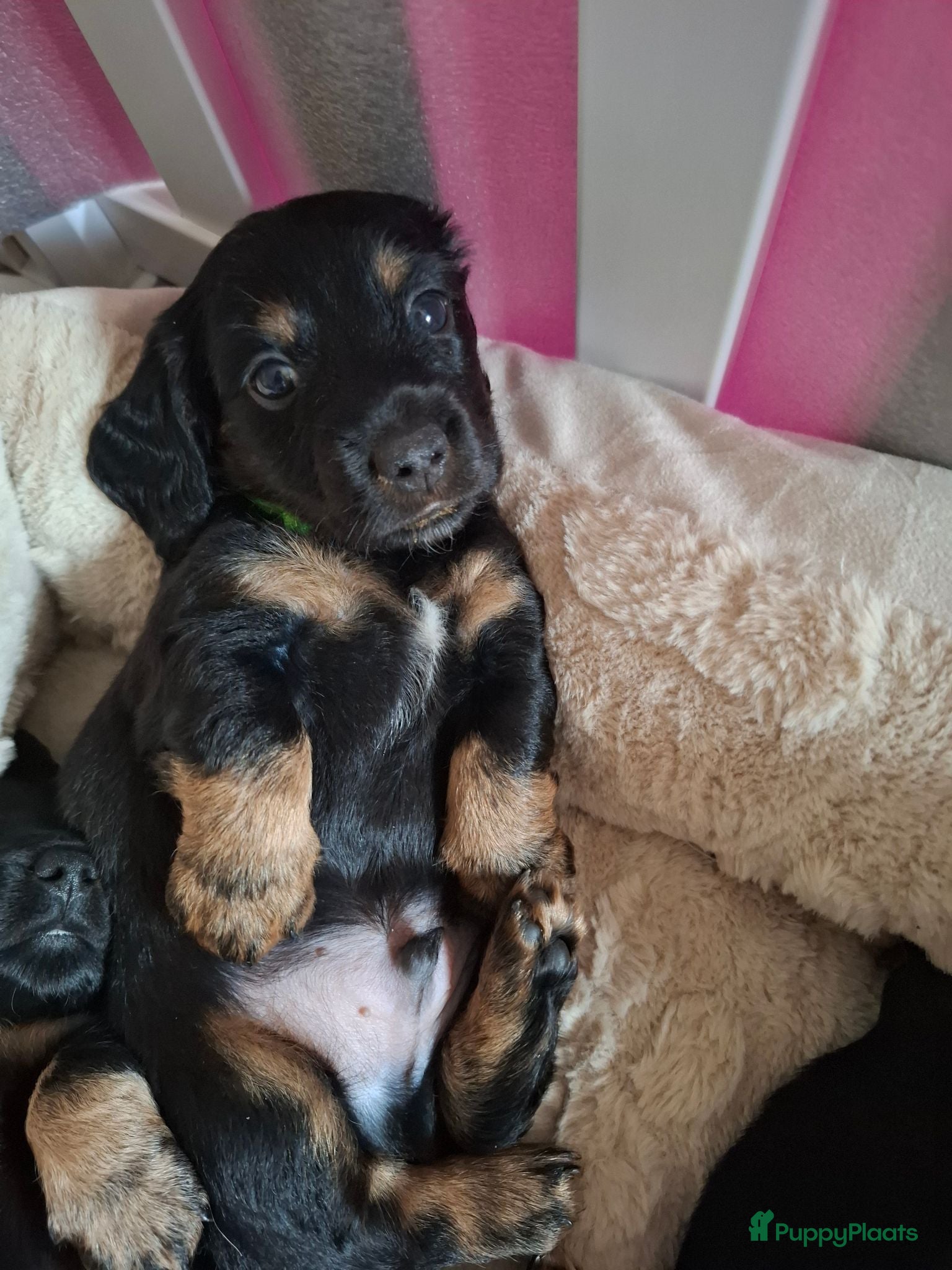 Teckel (langhaar) honden Prachtige Black en Tan pups - Advertentie 1
