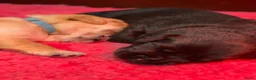 Labrador Retriever honden te koop: Red fox, zwarte labrador van extreem lieve moeder - Advertentie 5