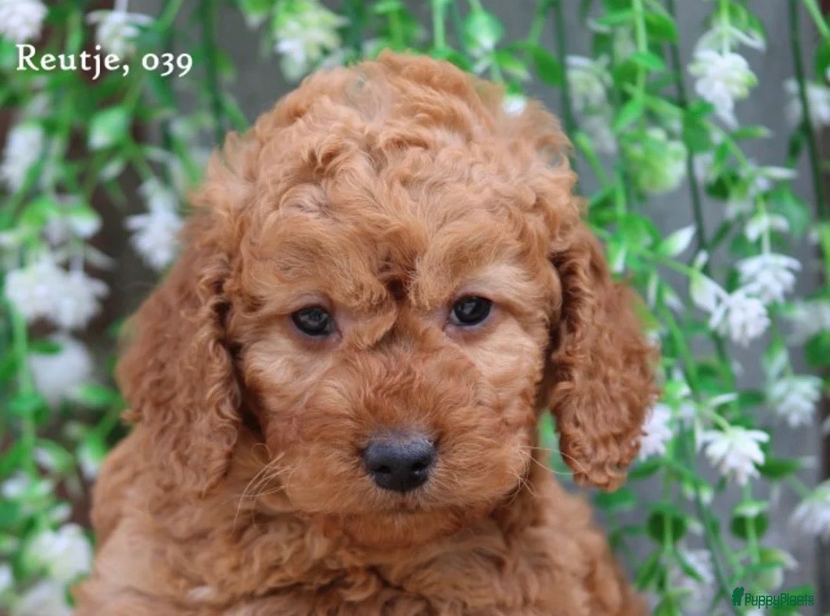 Cockapoo honden cockapoo pup, reutje - Advertentie 1
