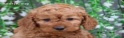 Cockapoo honden te koop: cockapoo pup, reutje - Advertentie 1