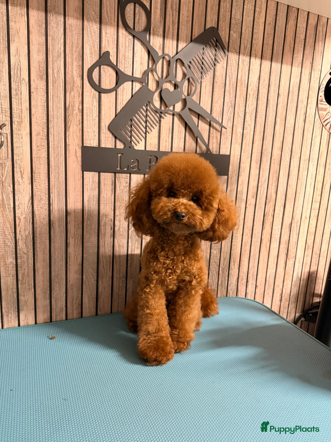 Poedel Toy honden ter dekking: Dekreu toypoedel  - Advertentie 1