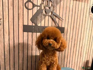 Poedel Toy honden Dekreu toypoedel - Advertentie 22