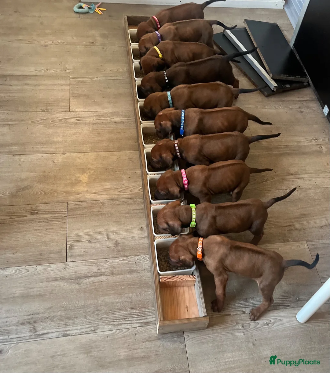 Rhodesian Ridgeback honden te koop: Pups met stamboom Rhodesian Ridgeback  - Advertentie 1