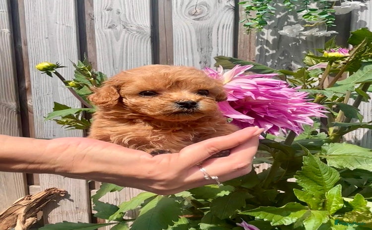 Poedel Toy honden - Advertentie 9
