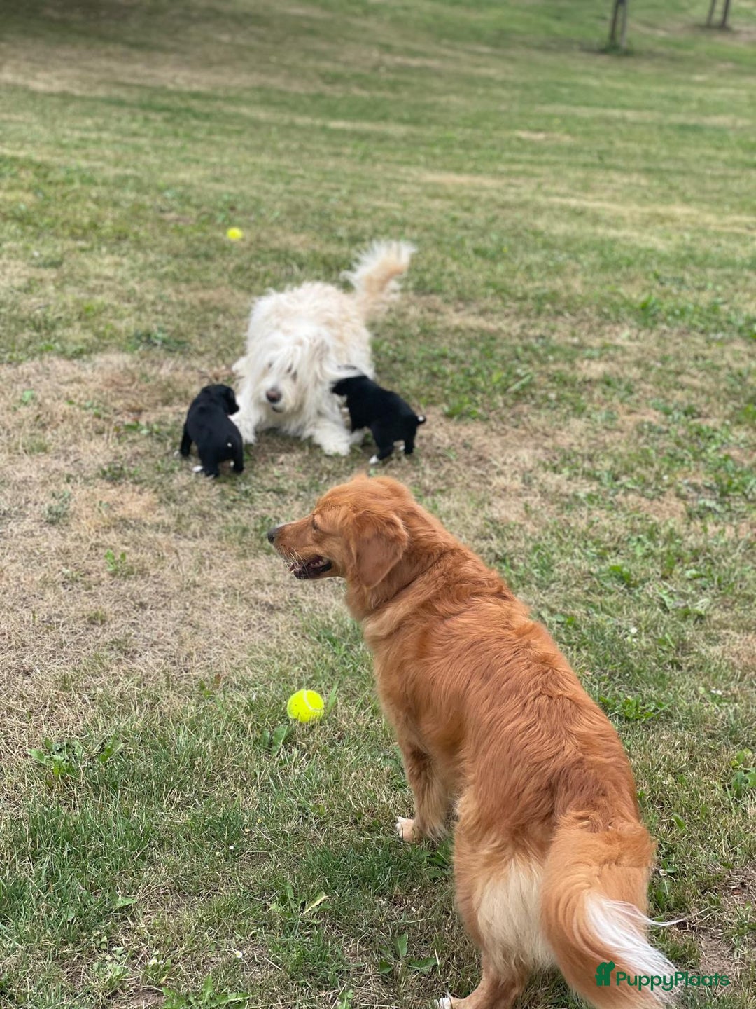 Border Collie honden te koop: Prachtige pups Border Collie/Barbado da Terceira - Afbeelding 21