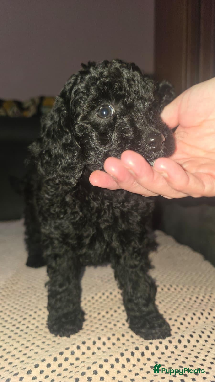 Labradoodle honden te koop: Mooie mini labradoodle puppies  - Advertentie 2