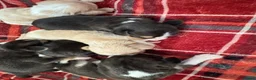 Beagle honden te koop: Beaglepups geboren!!! - Advertentie 6