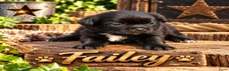 Retromops honden te koop: Prachtige Retromops puppy's  - Advertentie 3