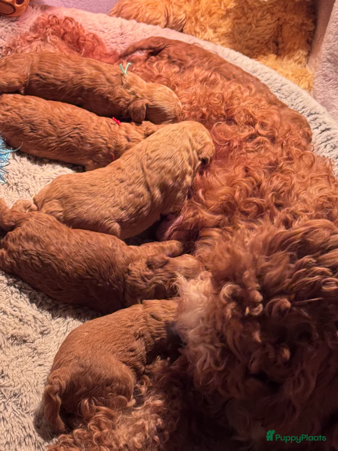 Maltipoo honden te koop: Maltipoo pups te koop - Advertentie 11