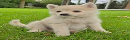 Kruising honden te koop: Pomsky pups (1/4 Shiba inu) - Advertentie 11