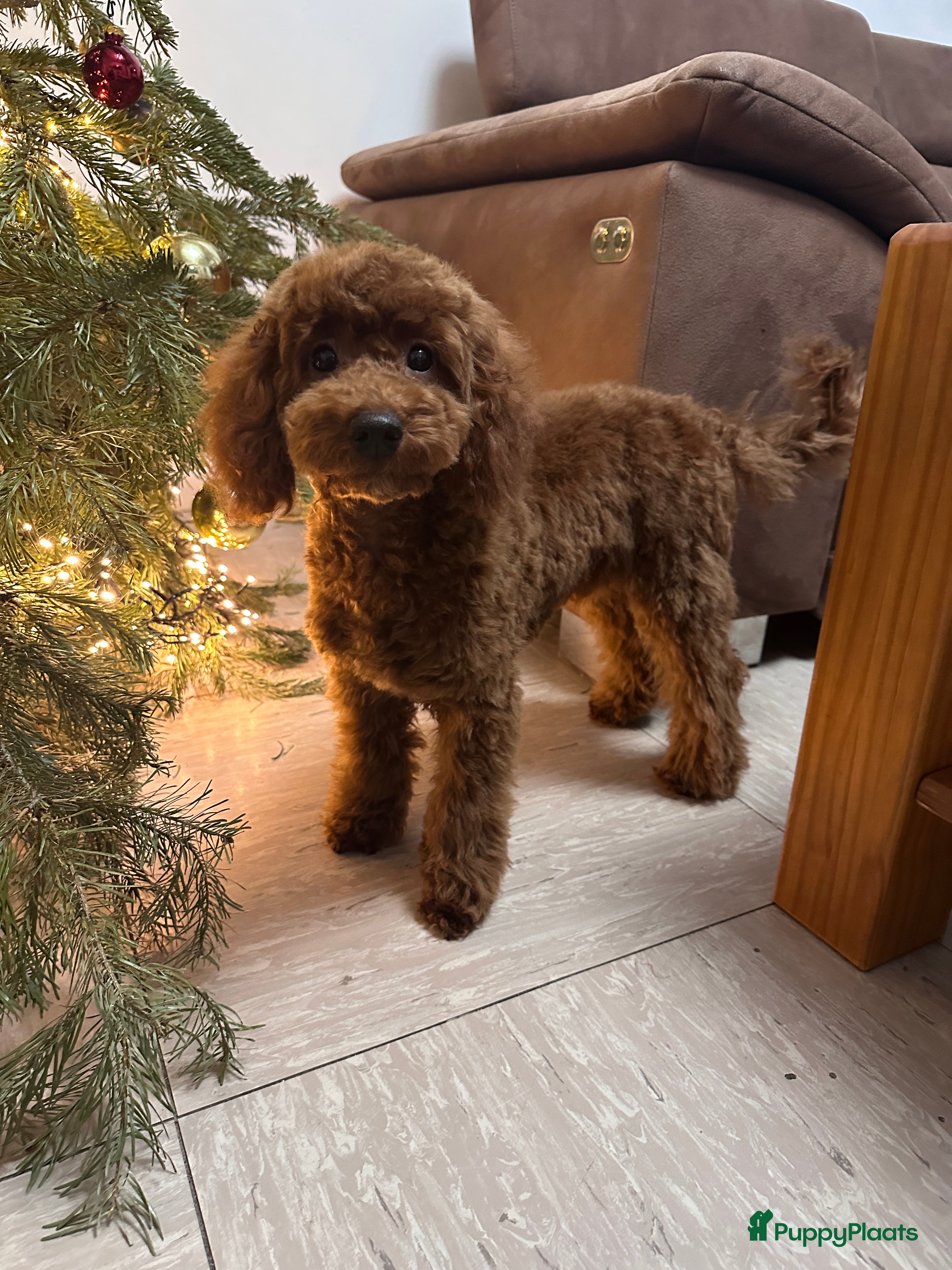 Poedel Toy honden Toy Poedel puppy’s - Advertentie 15