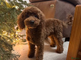 Poedel Toy honden Toy Poedel puppy’s - Advertentie 15