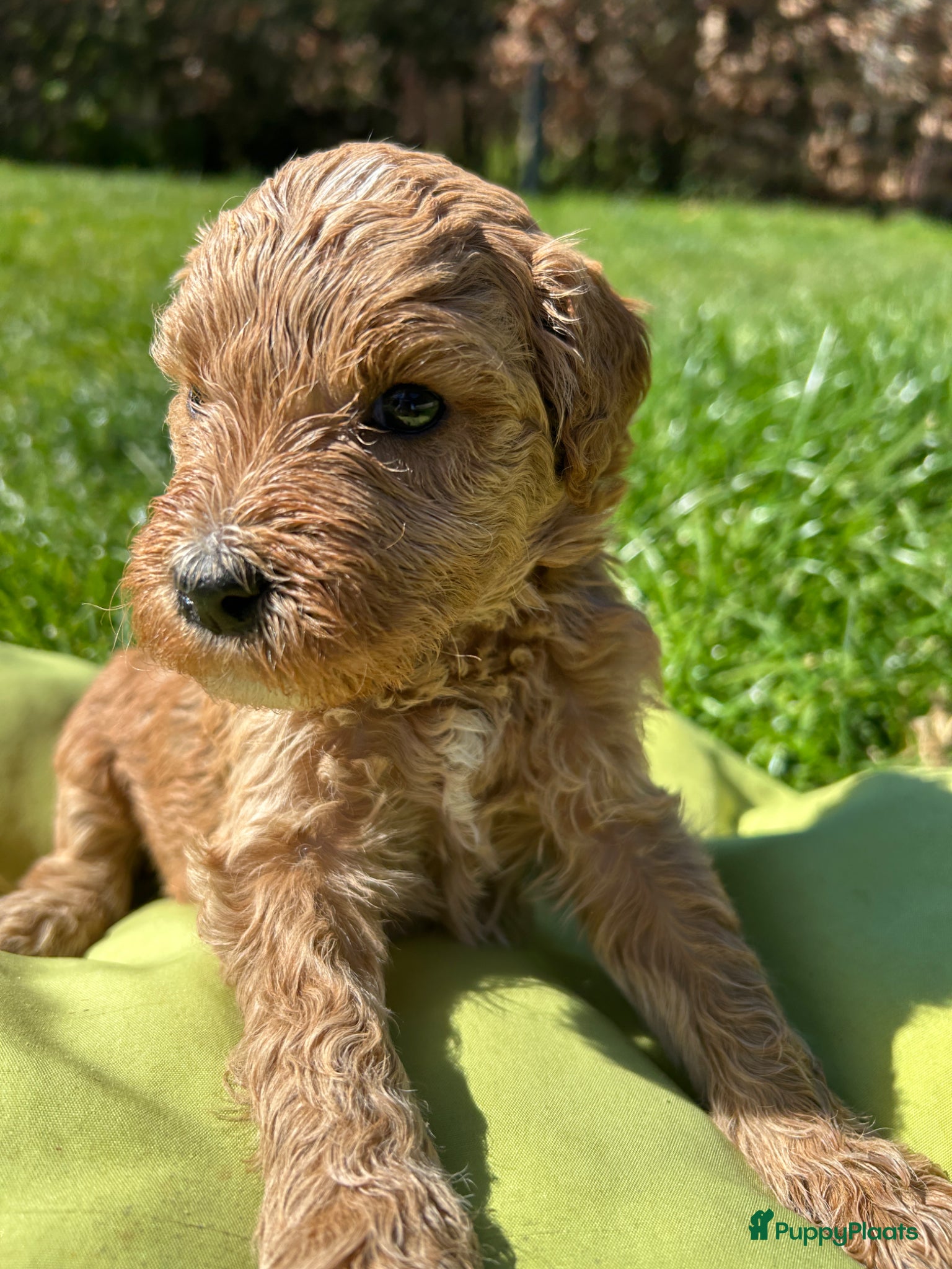 Kruising honden Lieve half austrian labradoodle 5 mei ophalen  - Advertentie 10