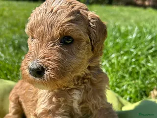 Kruising honden Lieve half austrian labradoodle 5 mei ophalen - Advertentie 10