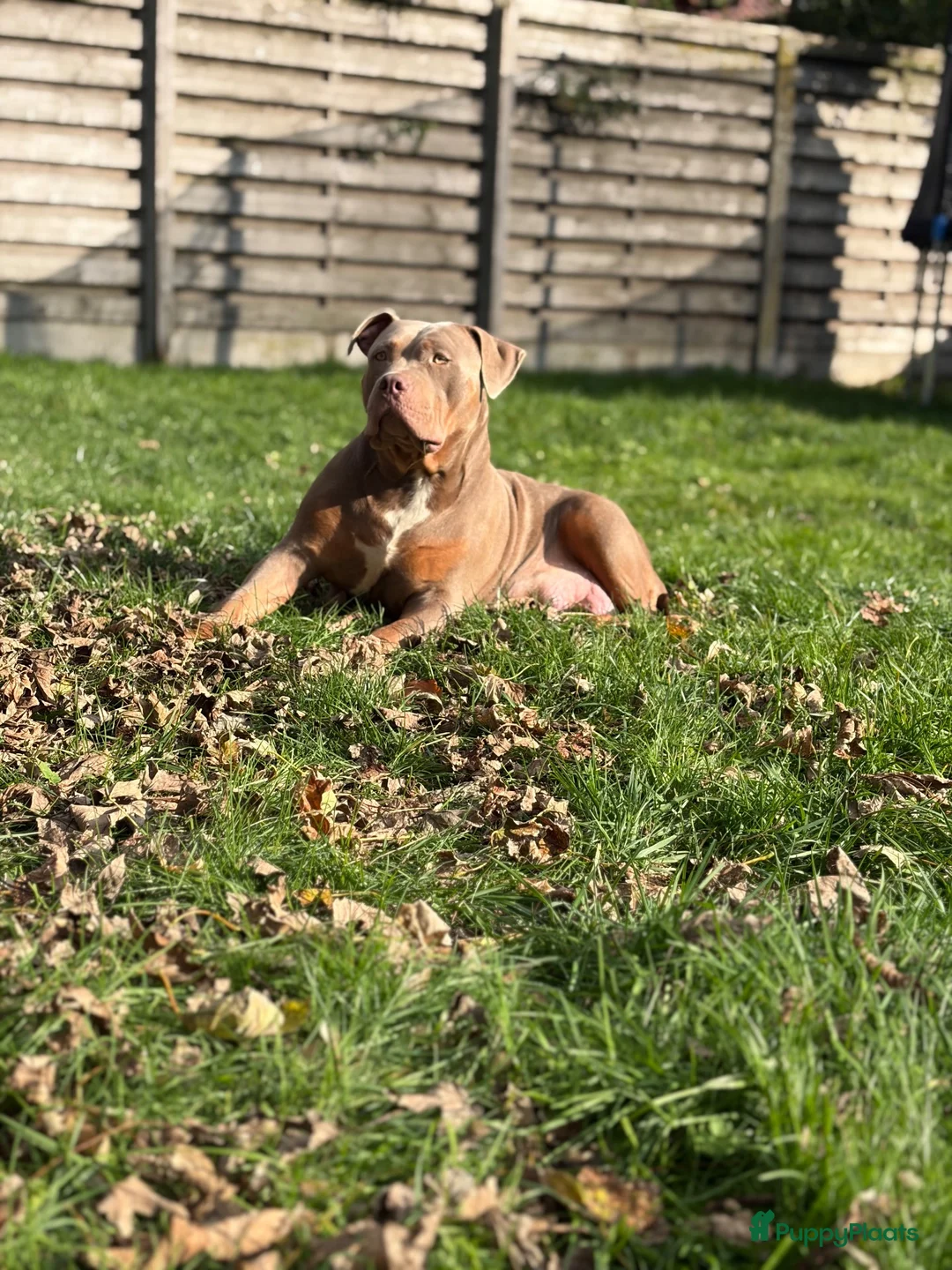 Amerikaanse Bully honden te koop: American Bully pups  - Advertentie 9