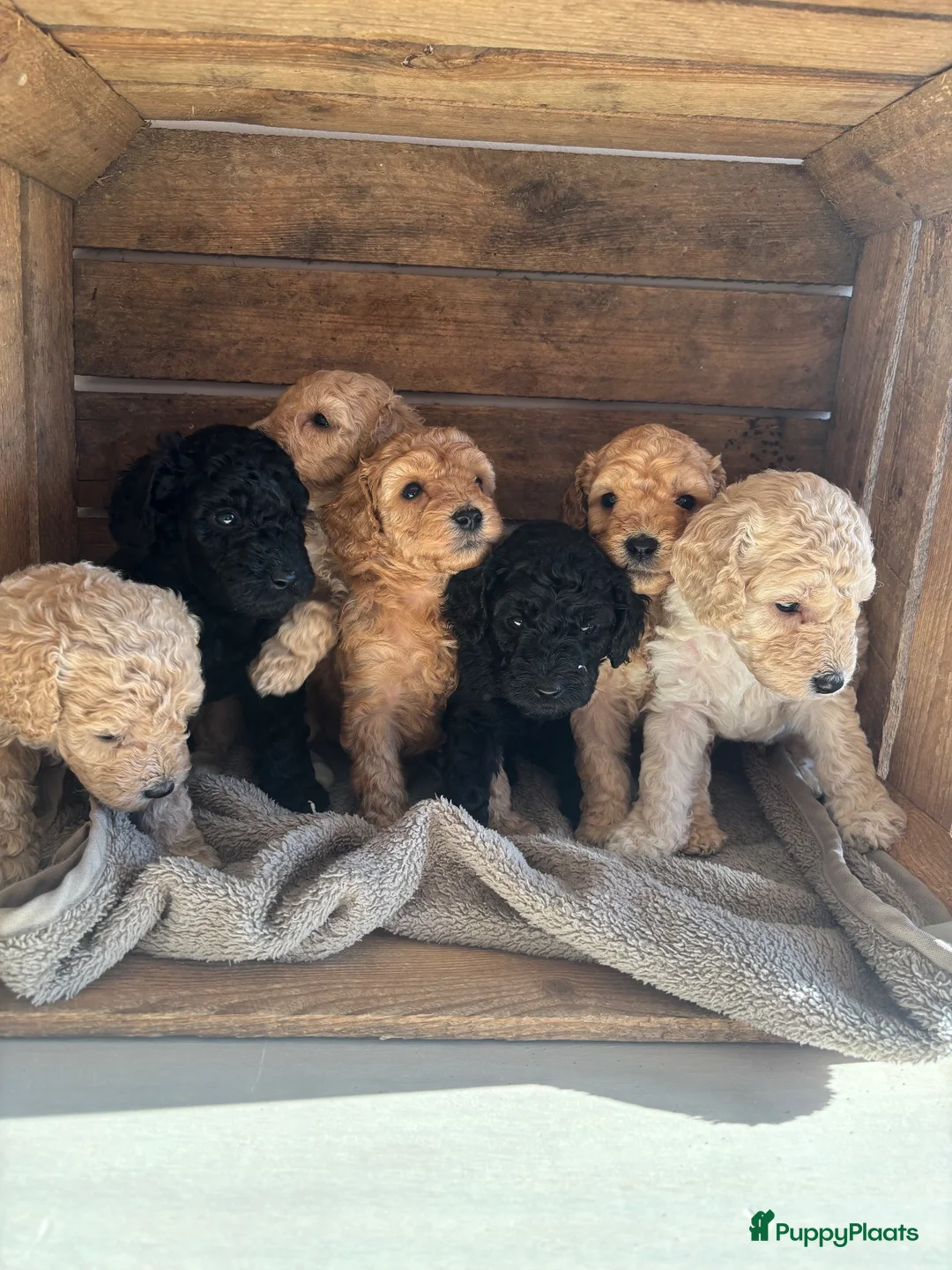 Kruising honden te koop: Australian Labradoodle multigen mini/medium - Advertentie 2