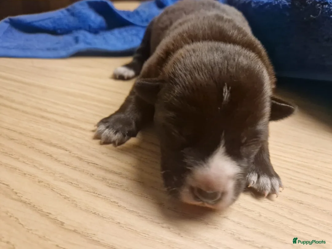 Kruising honden te koop: Hollandse Herder x Mechelaar - Cattle Dog Pup - Advertentie 18