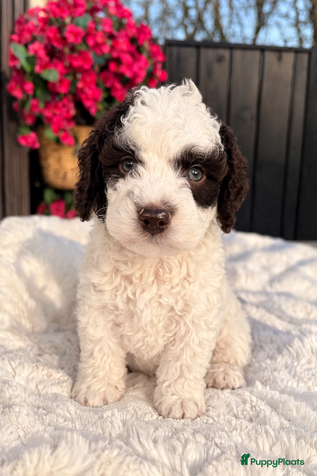 Maltipoo honden Maltipoo pups - Advertentie 2