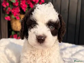 Maltipoo honden Maltipoo pups - Advertentie 2