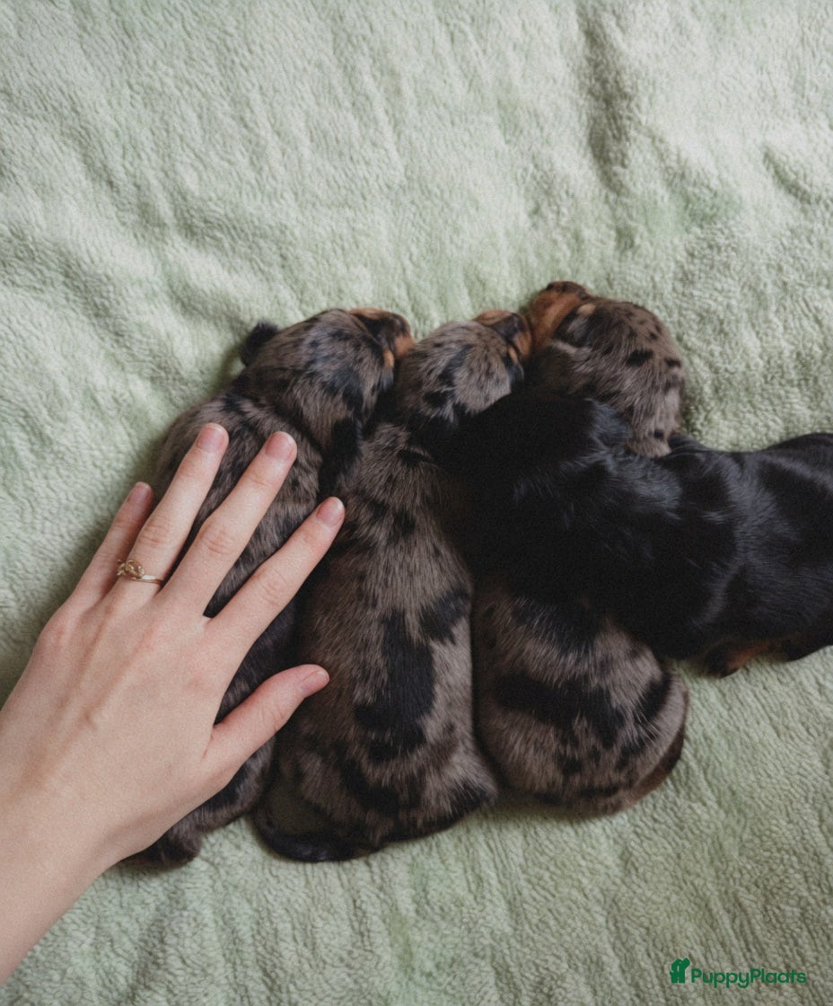 Teckel (korthaar)  honden Teckel puppy's - Advertentie 1