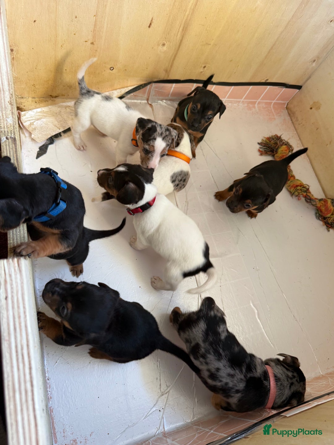 Jack Russel Terriër honden te koop: Jack russel pups - Advertentie 22