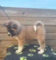 American Akita Puppy 6