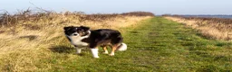 Australian Shepherd honden te koop: Australian shepherd pups beschikbaar - Advertentie 17