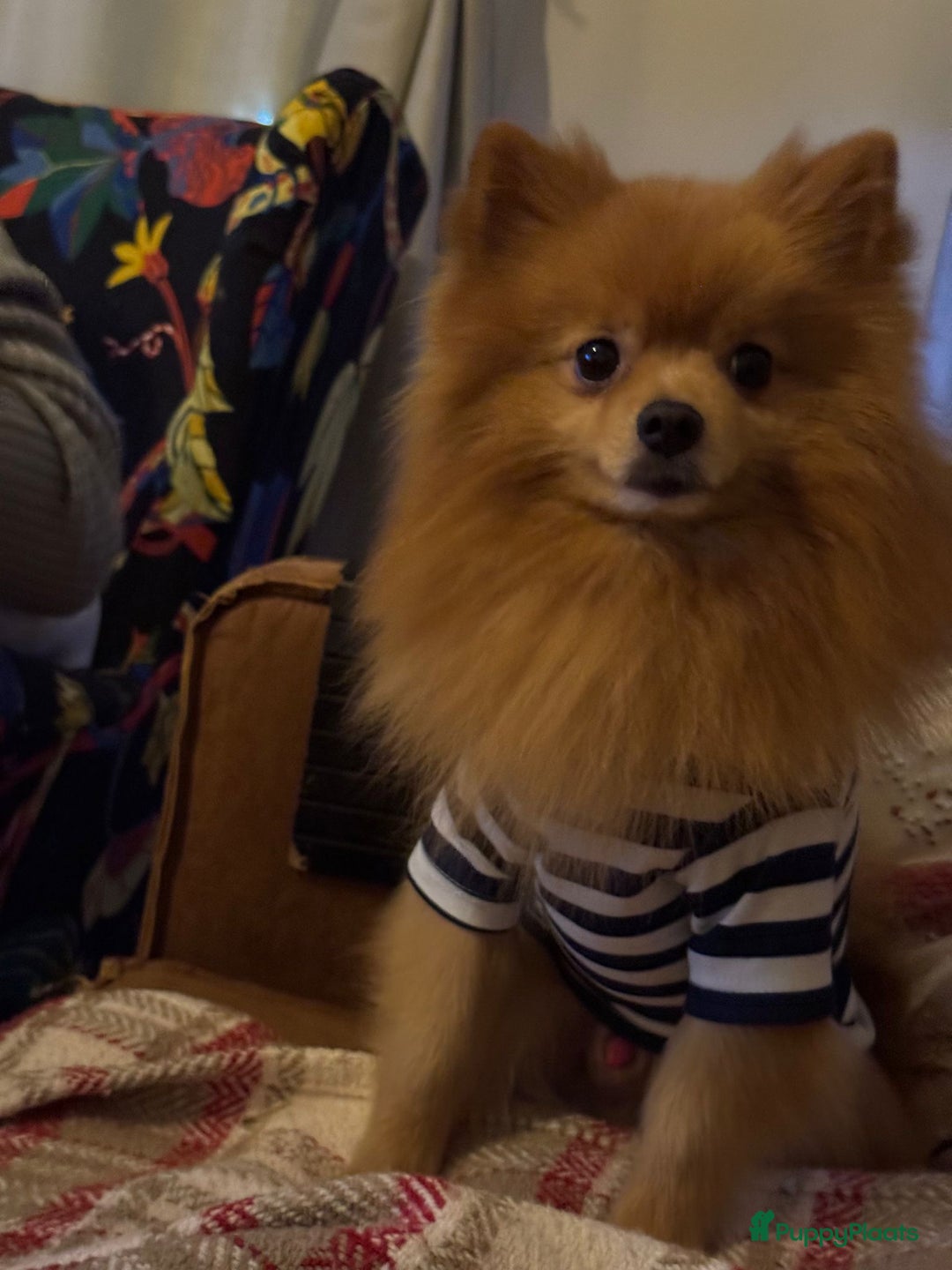 Pomeriaan honden te koop: Prachtige Pomeriaan pups  - Advertentie 11