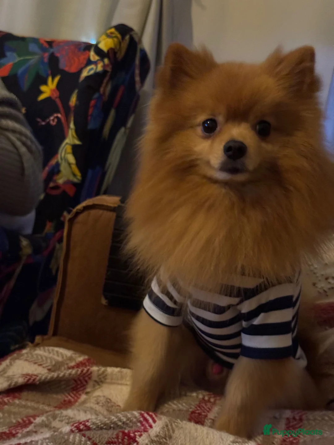 Pomeriaan honden te koop: Prachtig klein Pomeriaan puppy  - Advertentie 9